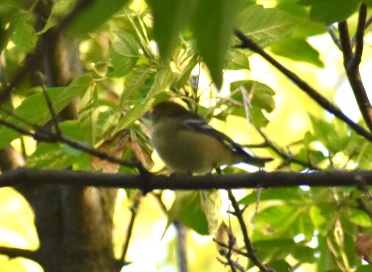 Bay-breasted Warbler - ML623394761