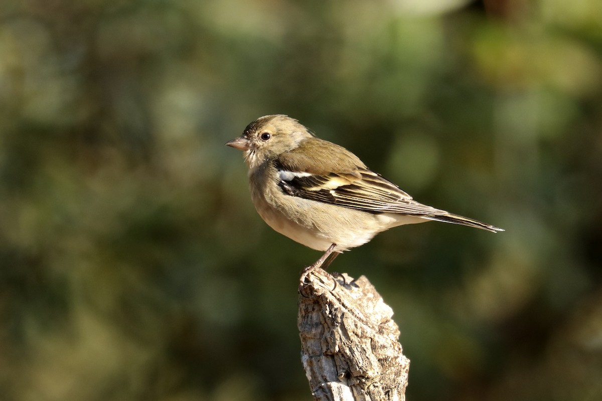 Common Chaffinch - ML623394810