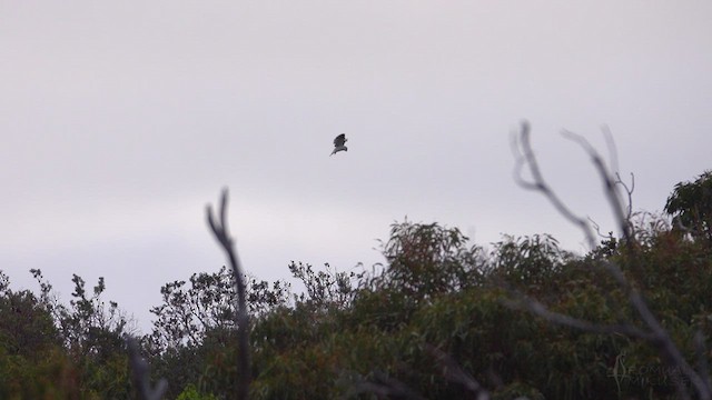 Black-shouldered Kite - ML623394812