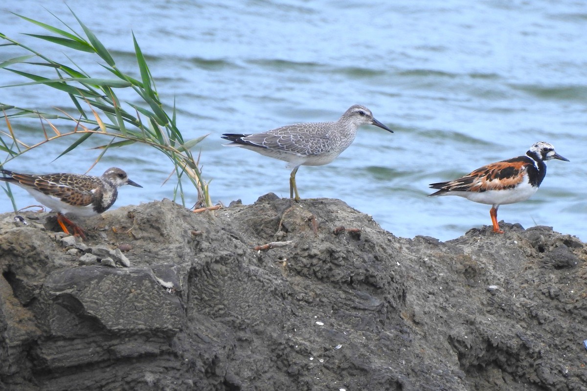 Red Knot - David  Clark