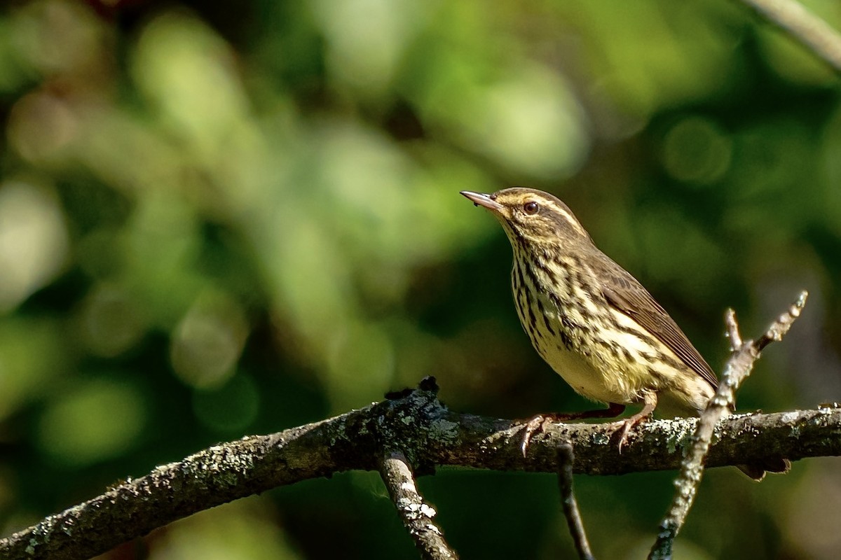 Northern Waterthrush - ML623394821