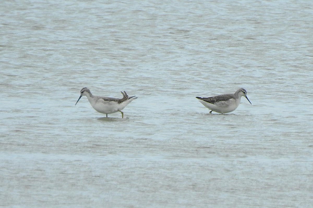 Phalarope de Wilson - ML623394824