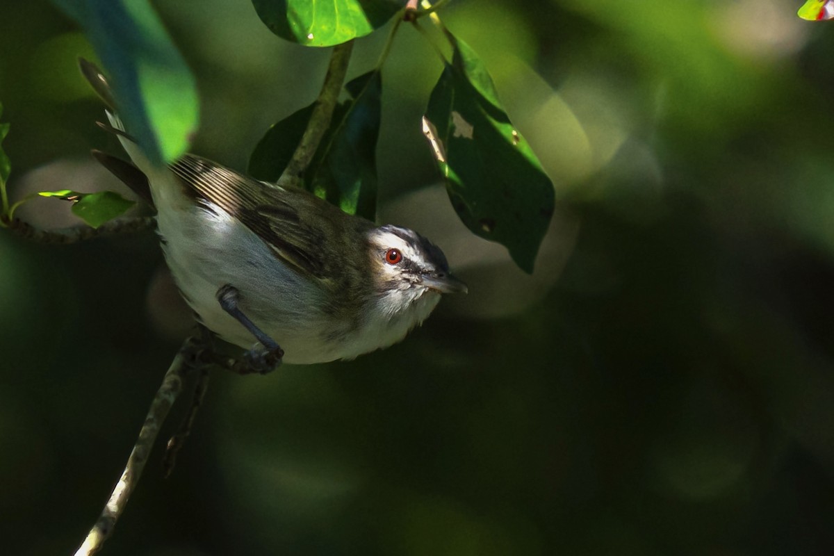 Red-eyed Vireo - Steven Szablowski