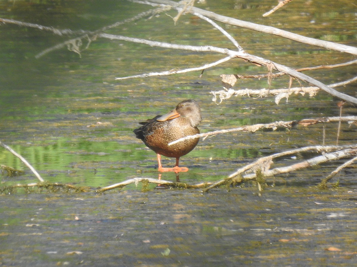 Northern Shoveler - ML623394857