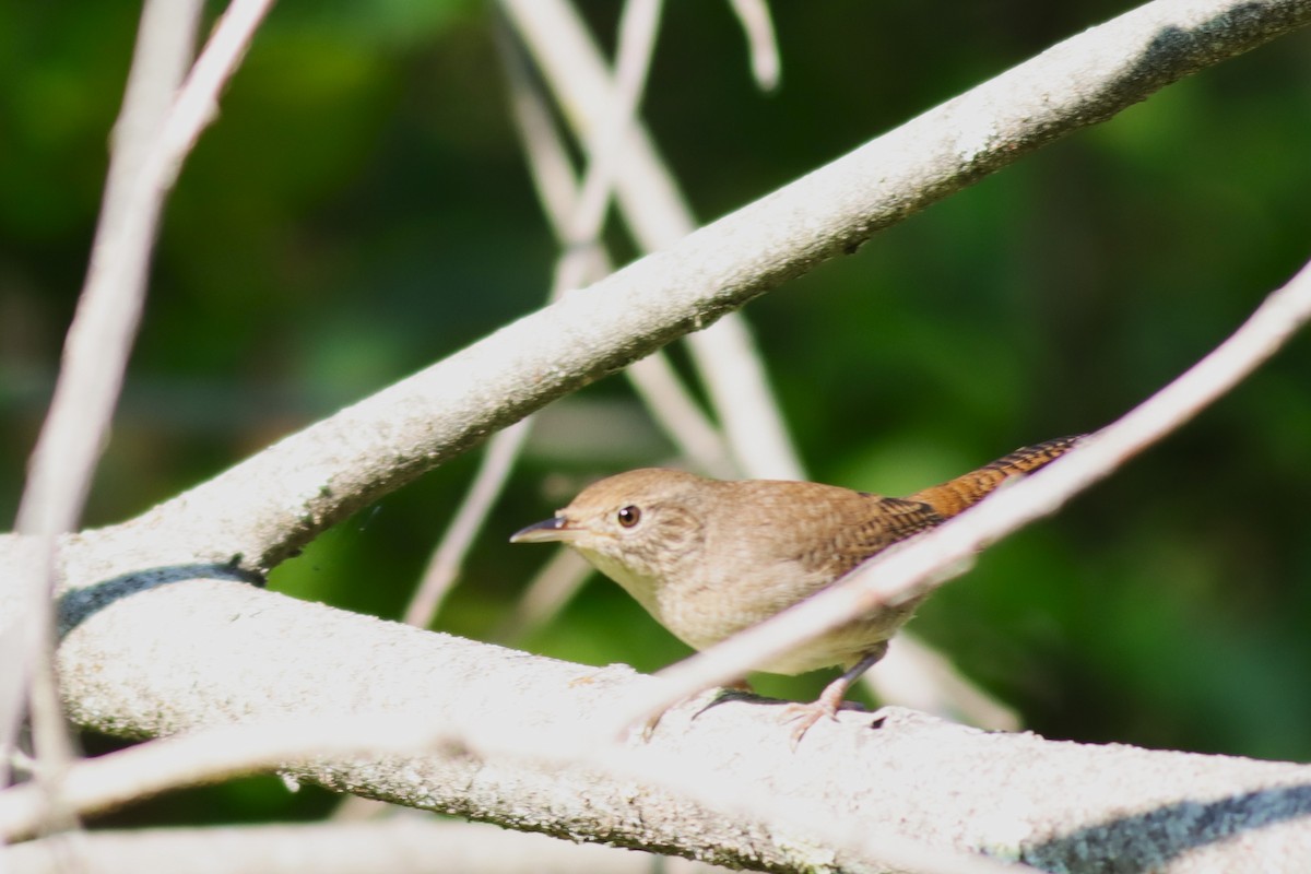 House Wren - Margaret Viens