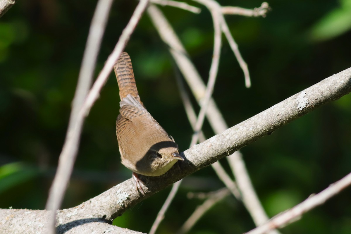 House Wren - ML623394873