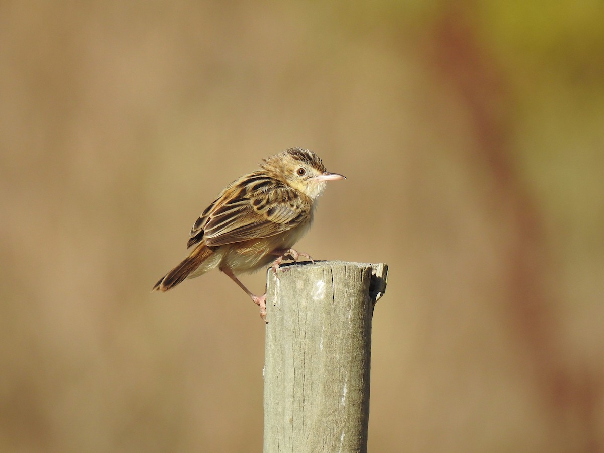 Zitting Cisticola - ML623394875