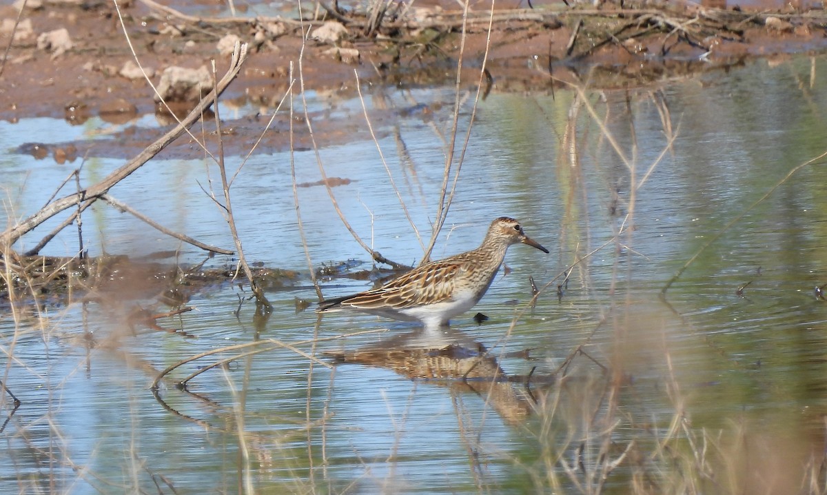 Орог элсэг - ML623394910