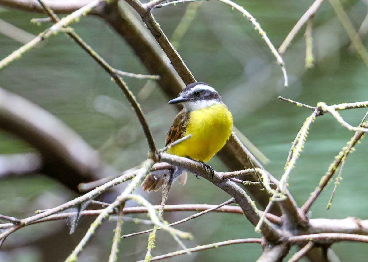 Lesser Kiskadee - ML623394912