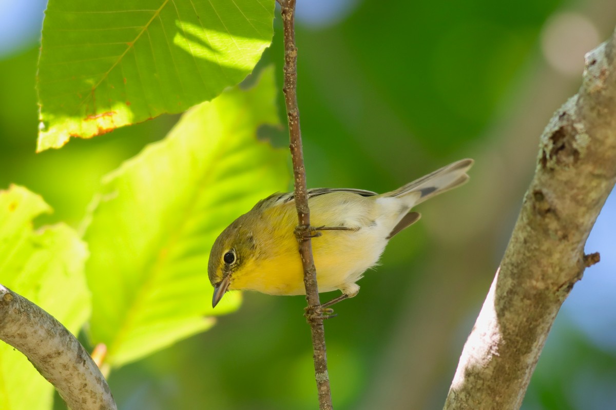 Pine Warbler - Margaret Viens