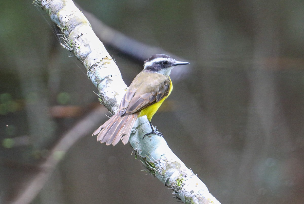 Lesser Kiskadee - ML623394944