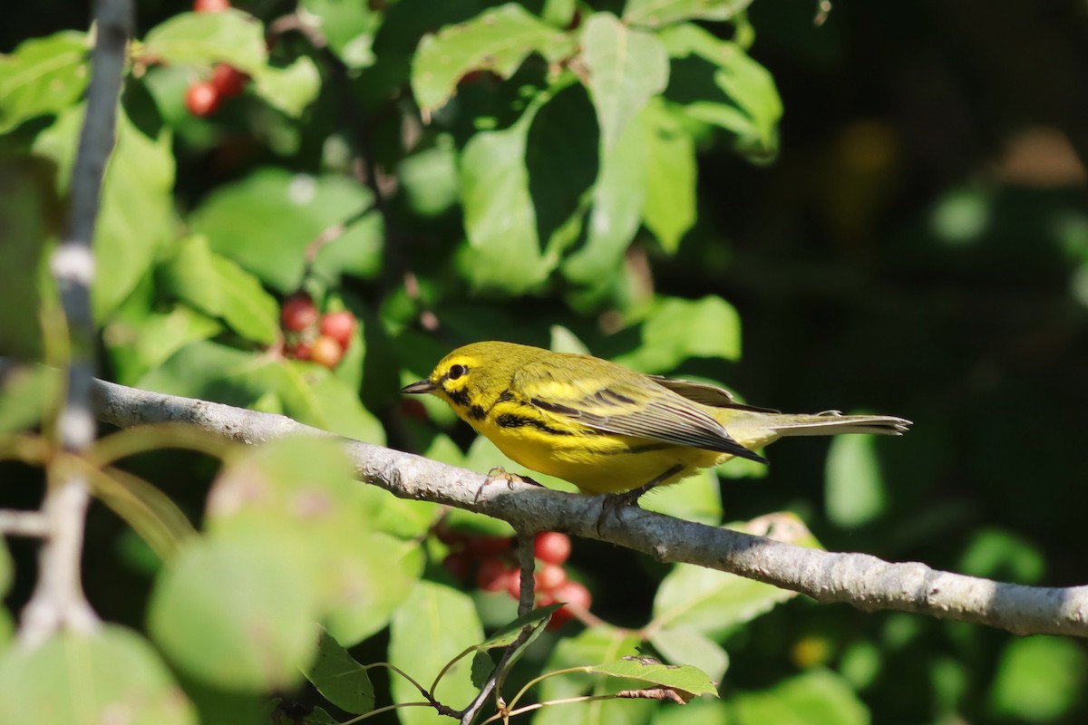 Prairie Warbler - Margaret Viens