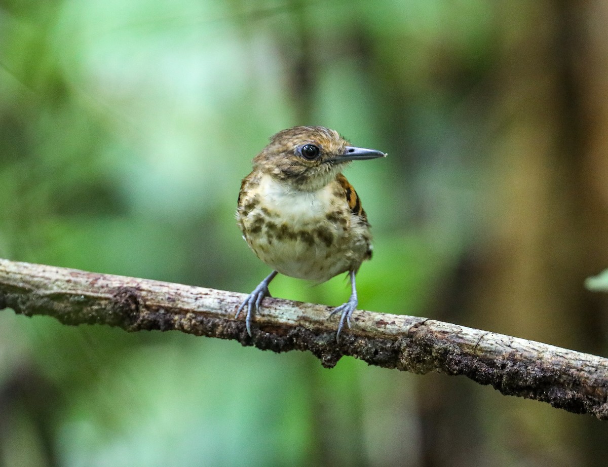 Spotted Antbird - ML623394969