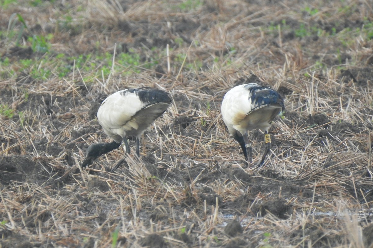 African Sacred Ibis - ML623394981