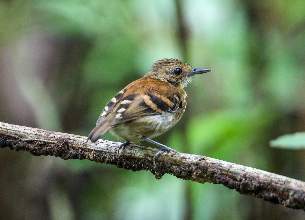 Spotted Antbird - Karaleah Reichart Bercaw