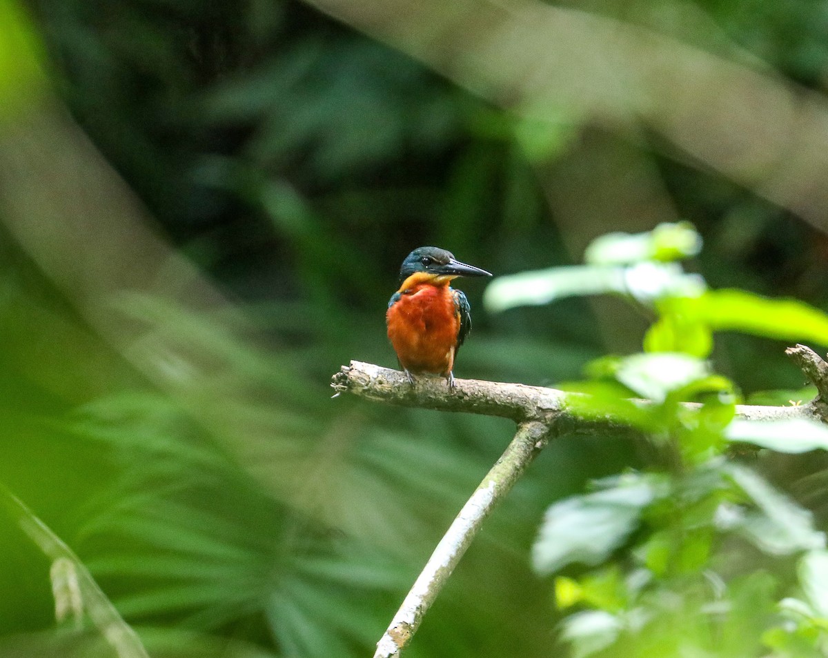 Green-and-rufous Kingfisher - ML623395003