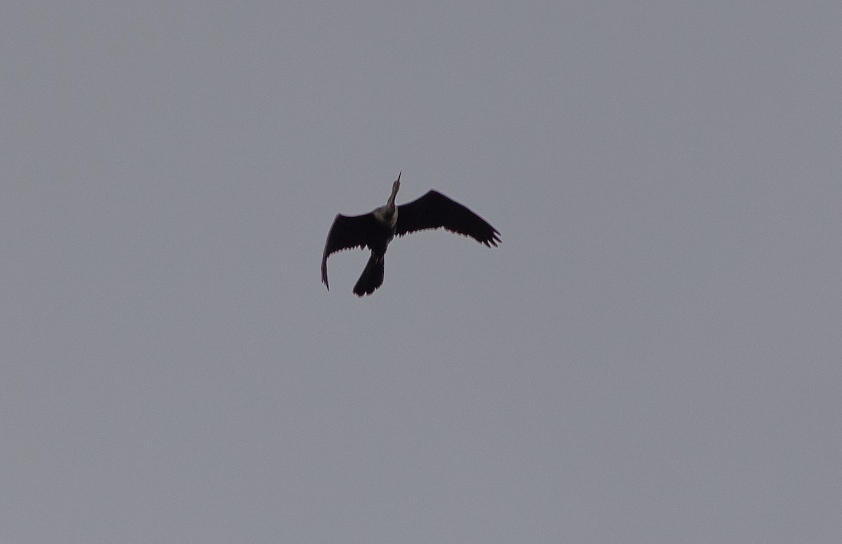 Anhinga - ML623395007