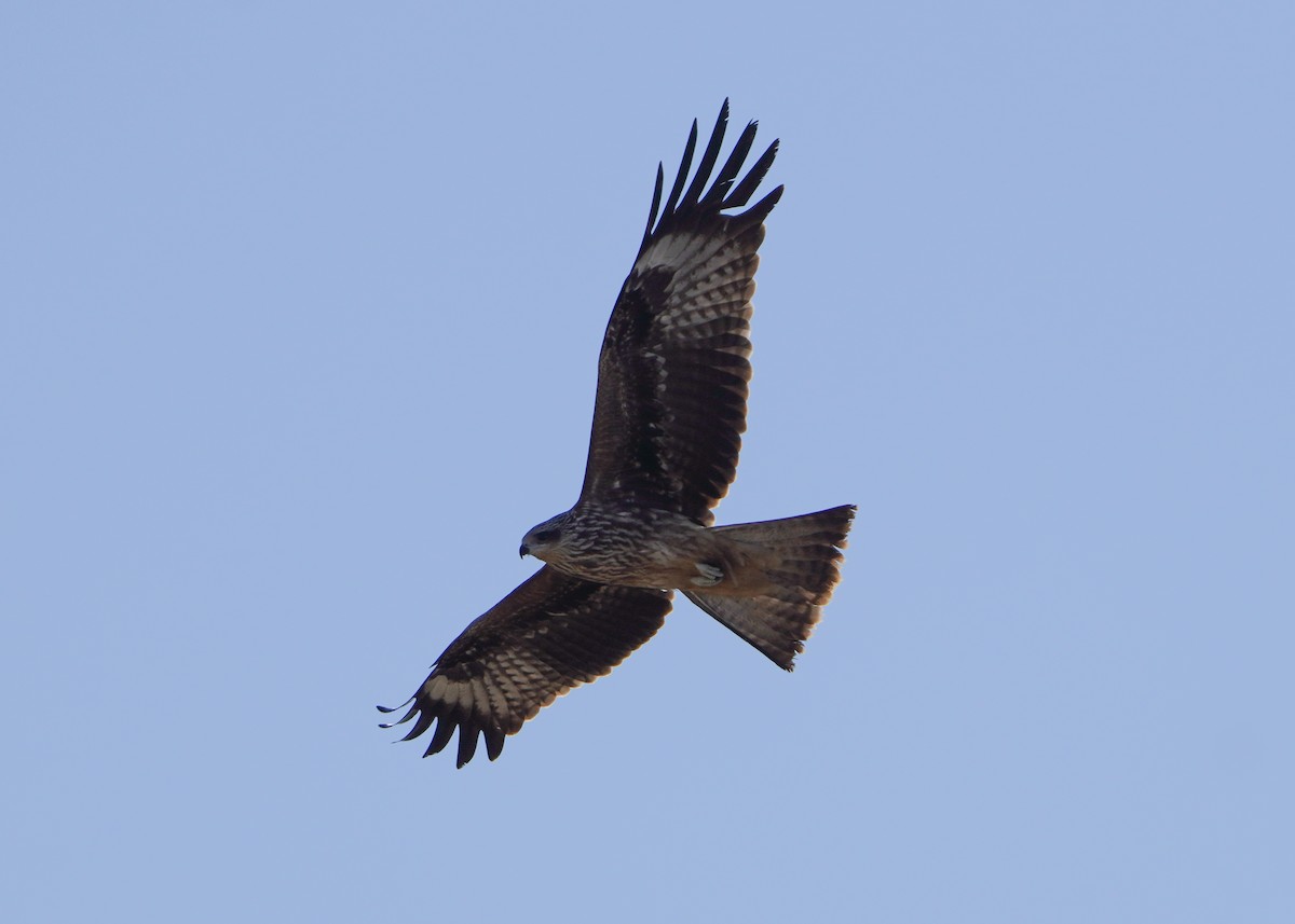 Black Kite (Black-eared) - ML623395013