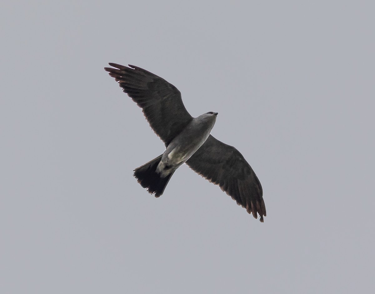 Mississippi Kite - ML623395014