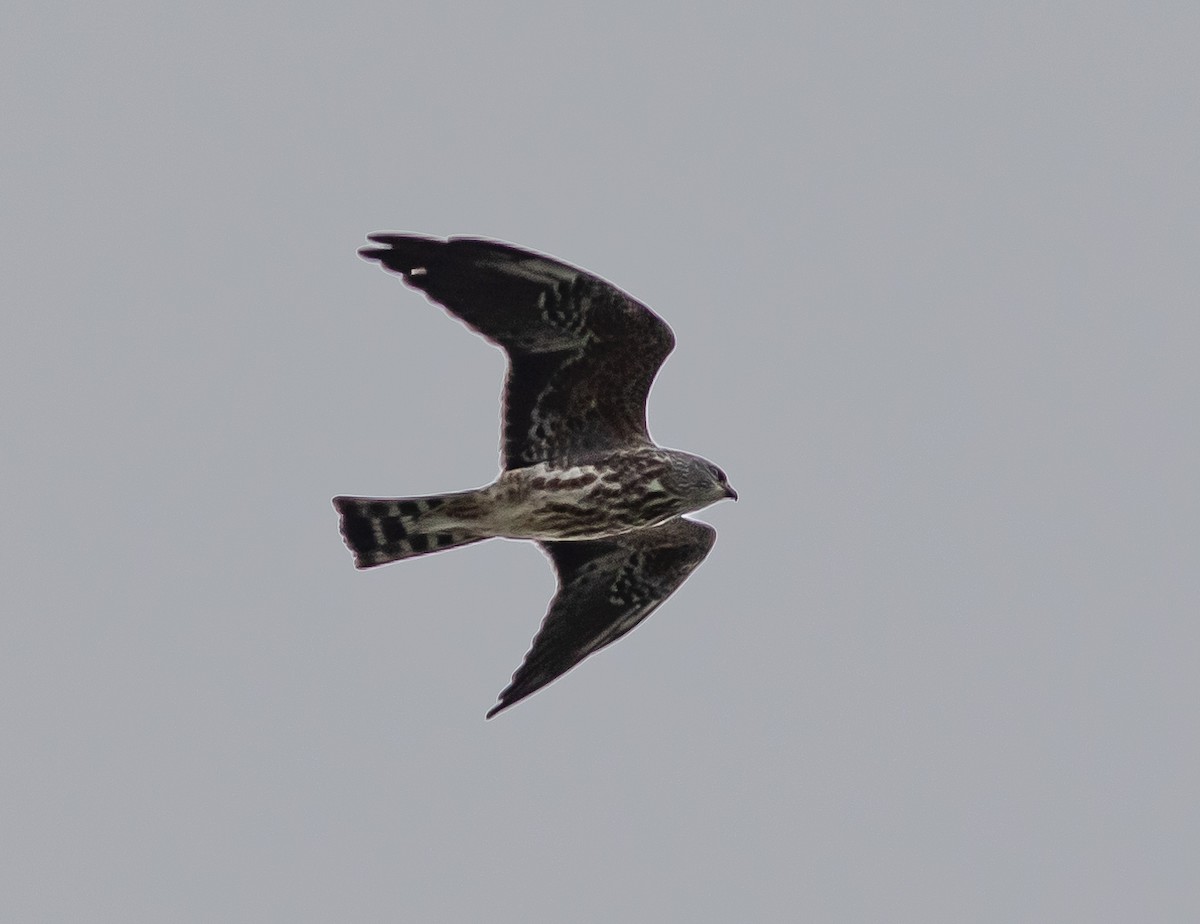 Mississippi Kite - ML623395015