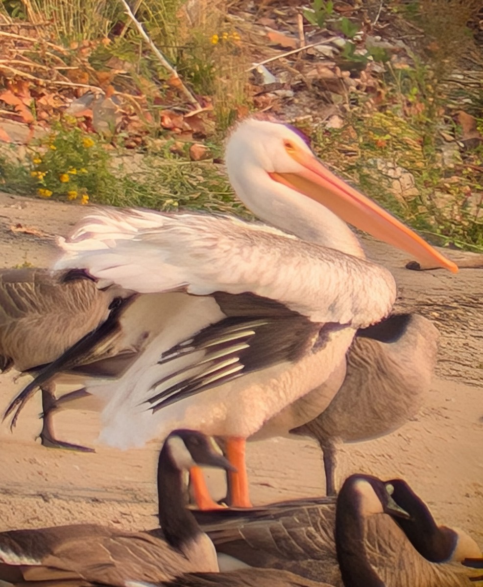 American White Pelican - Russ Koppendrayer