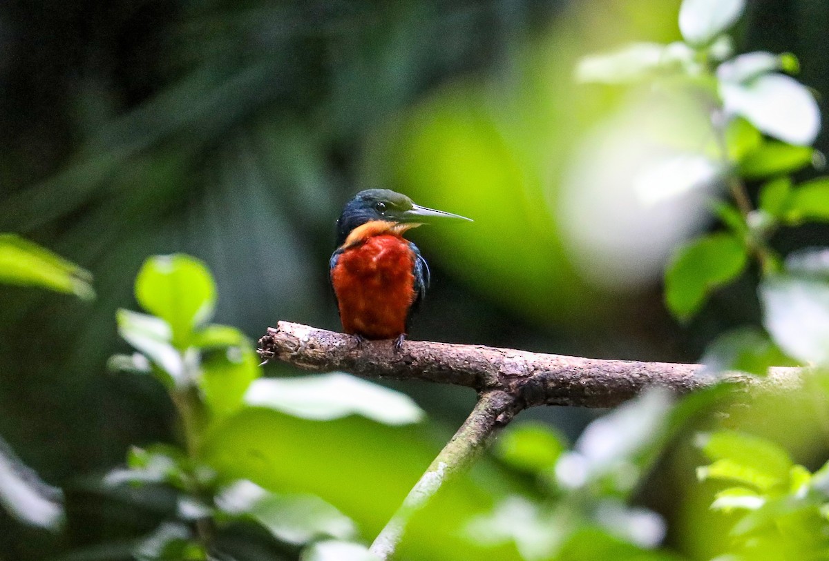 Green-and-rufous Kingfisher - ML623395018