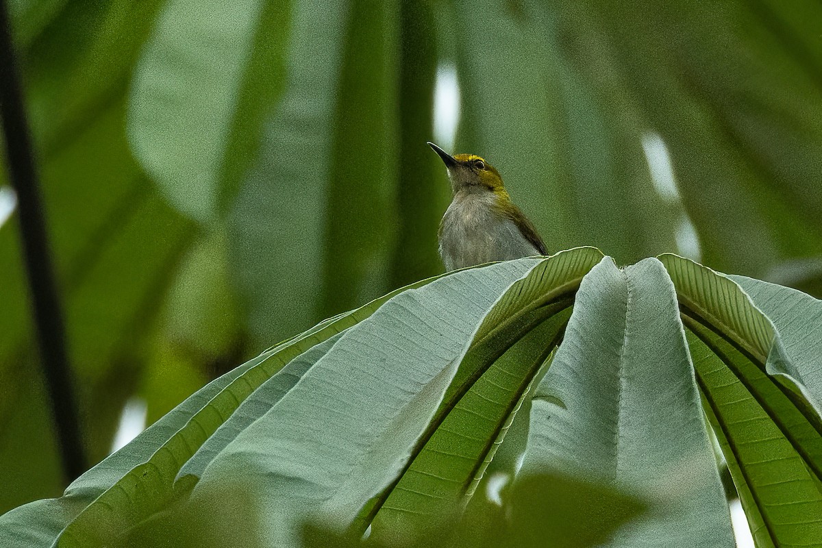 Camaróptera Cejigualda - ML623395020