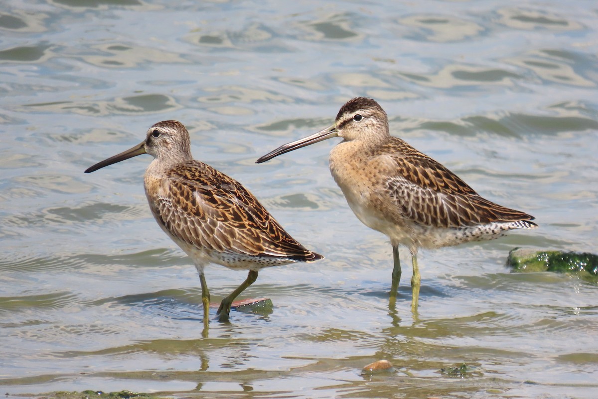 Short-billed Dowitcher - ML623395038