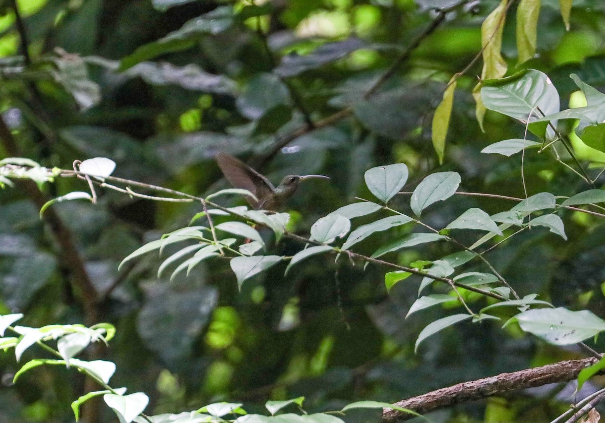 Pale-bellied Hermit - ML623395039