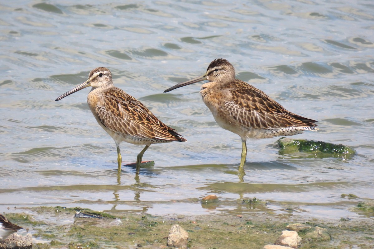 Short-billed Dowitcher - ML623395041