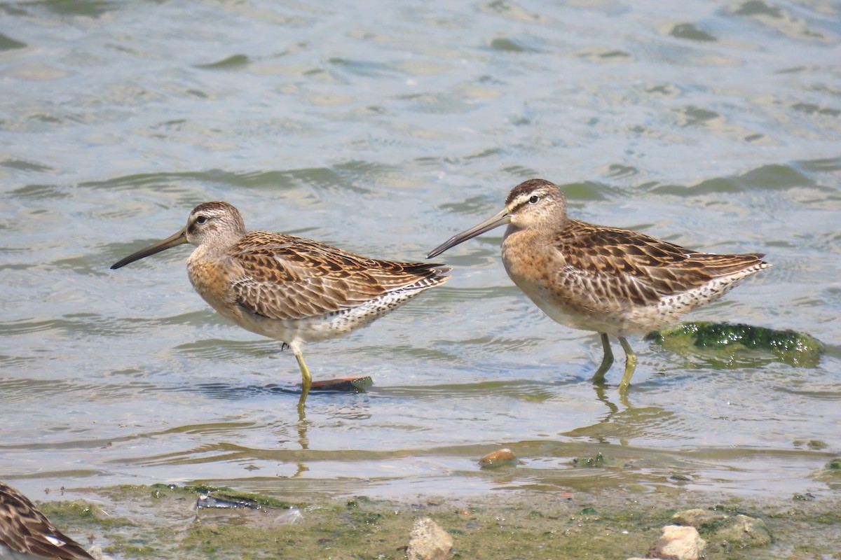 Short-billed Dowitcher - ML623395045