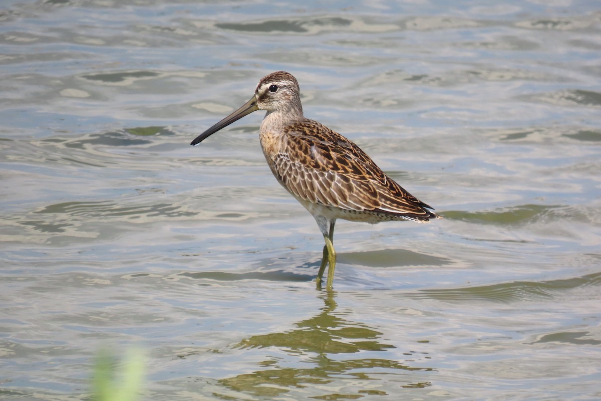 Short-billed Dowitcher - ML623395053