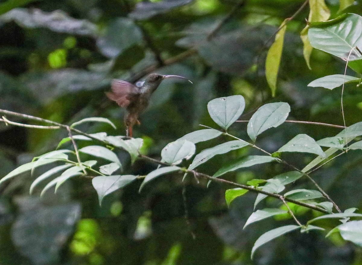 Pale-bellied Hermit - ML623395055