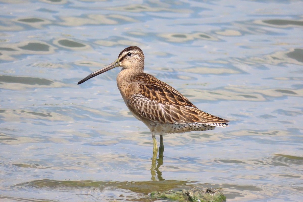 Short-billed Dowitcher - ML623395065