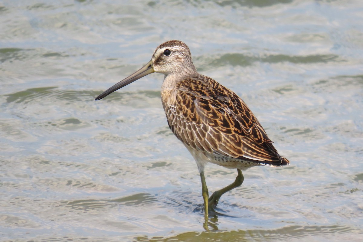 Short-billed Dowitcher - ML623395067