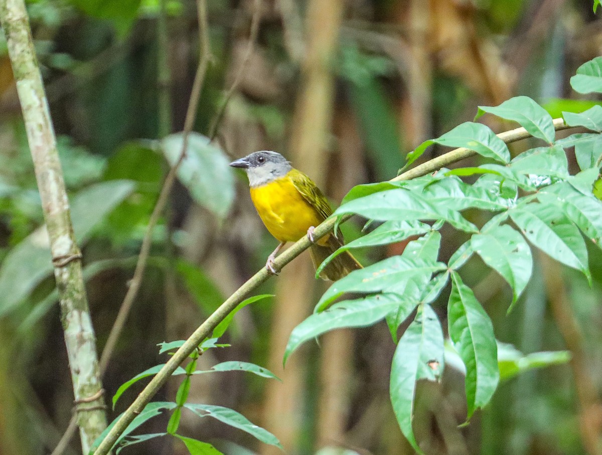 Gray-headed Tanager - ML623395109