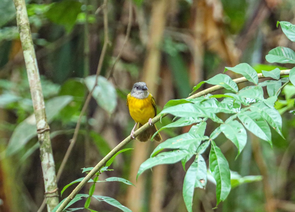 Gray-headed Tanager - Karaleah Reichart Bercaw