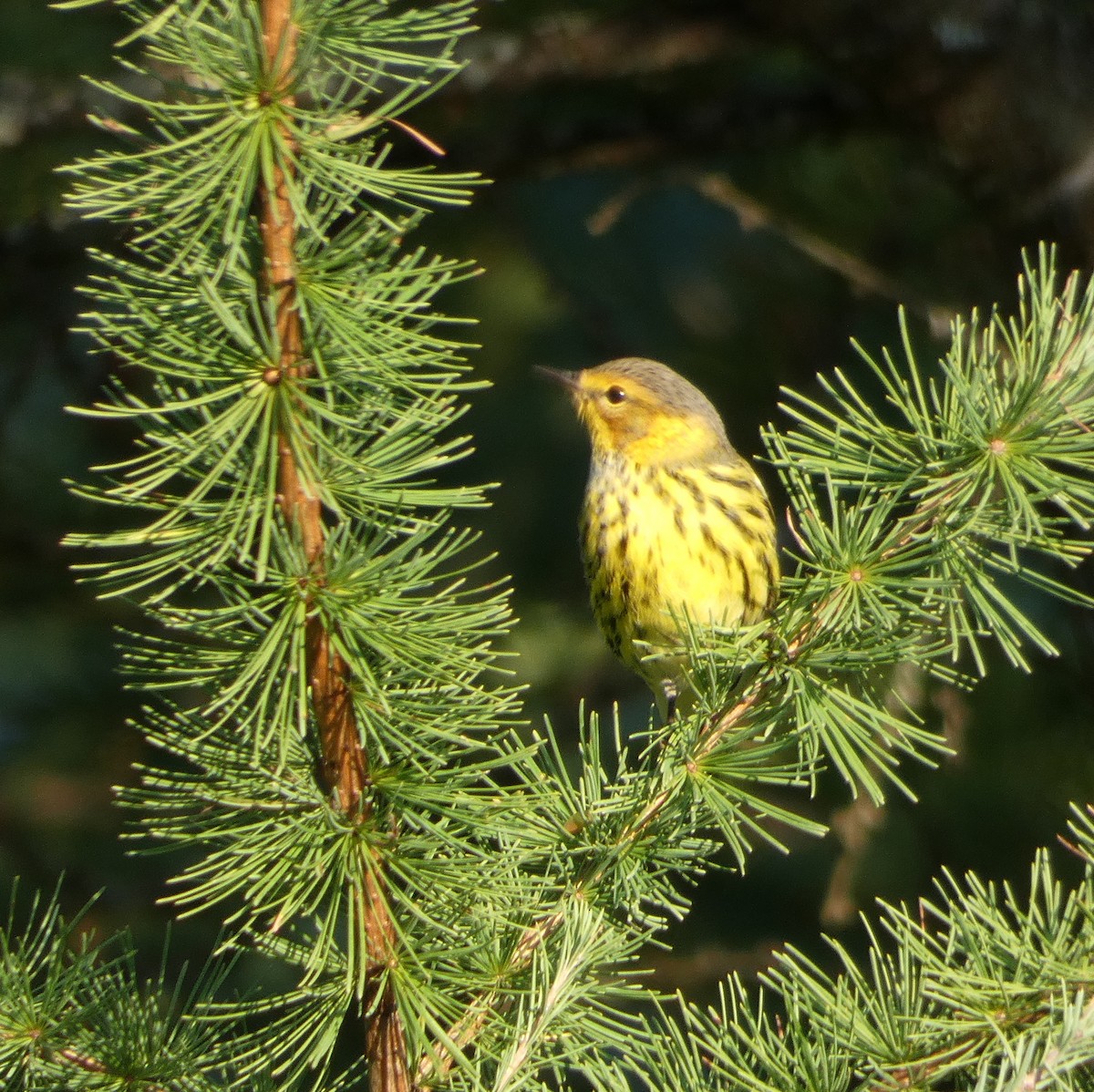 Cape May Warbler - Monique Berlinguette