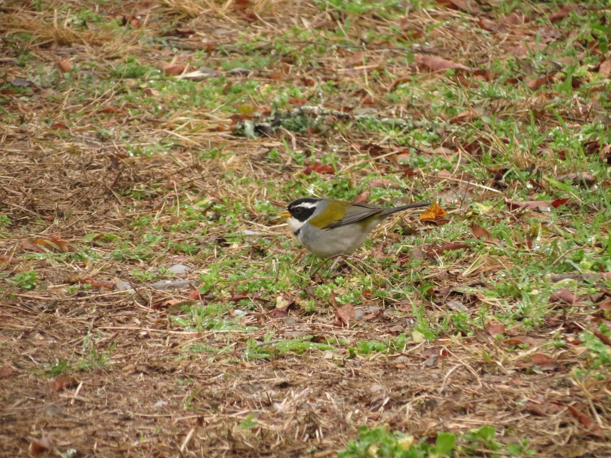 Moss-backed Sparrow - ML623395158