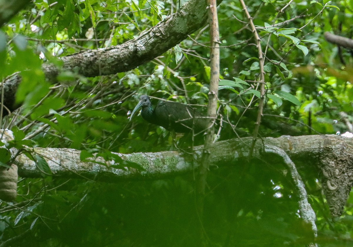 Green Ibis - ML623395176