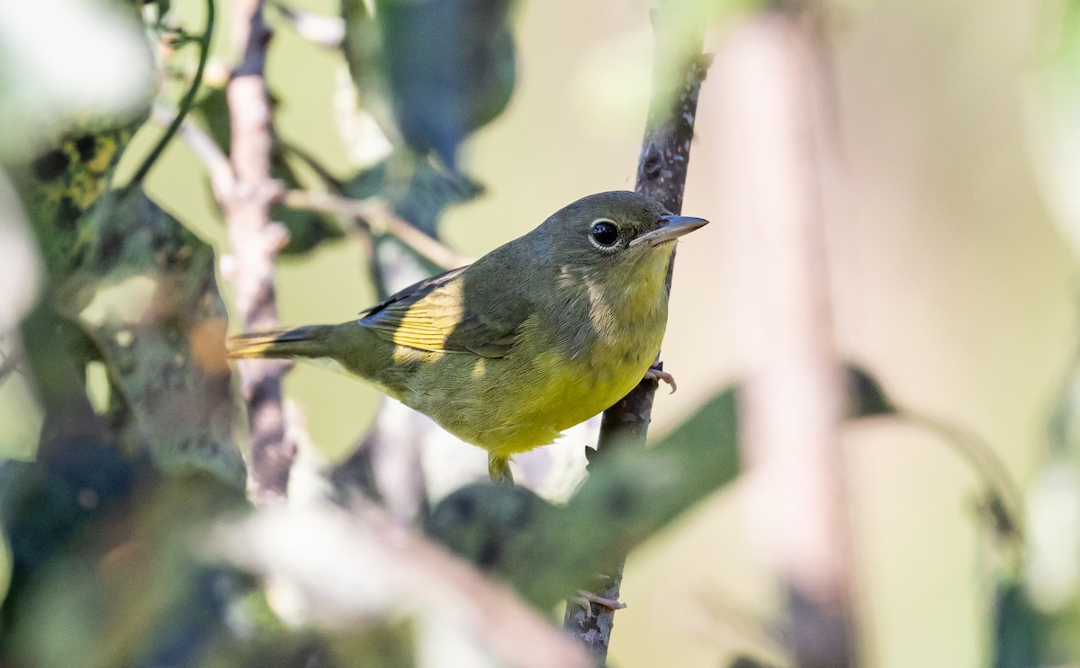 Mourning Warbler - ML623395235