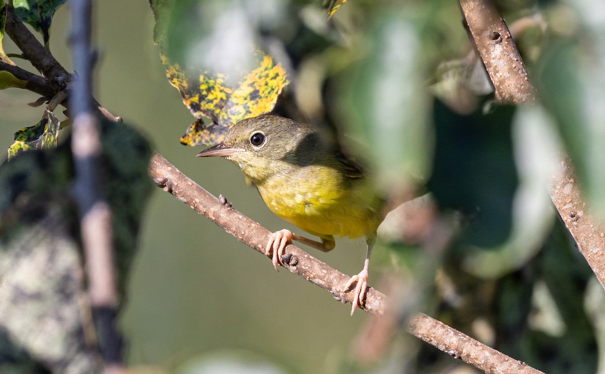 Mourning Warbler - Taylor Long