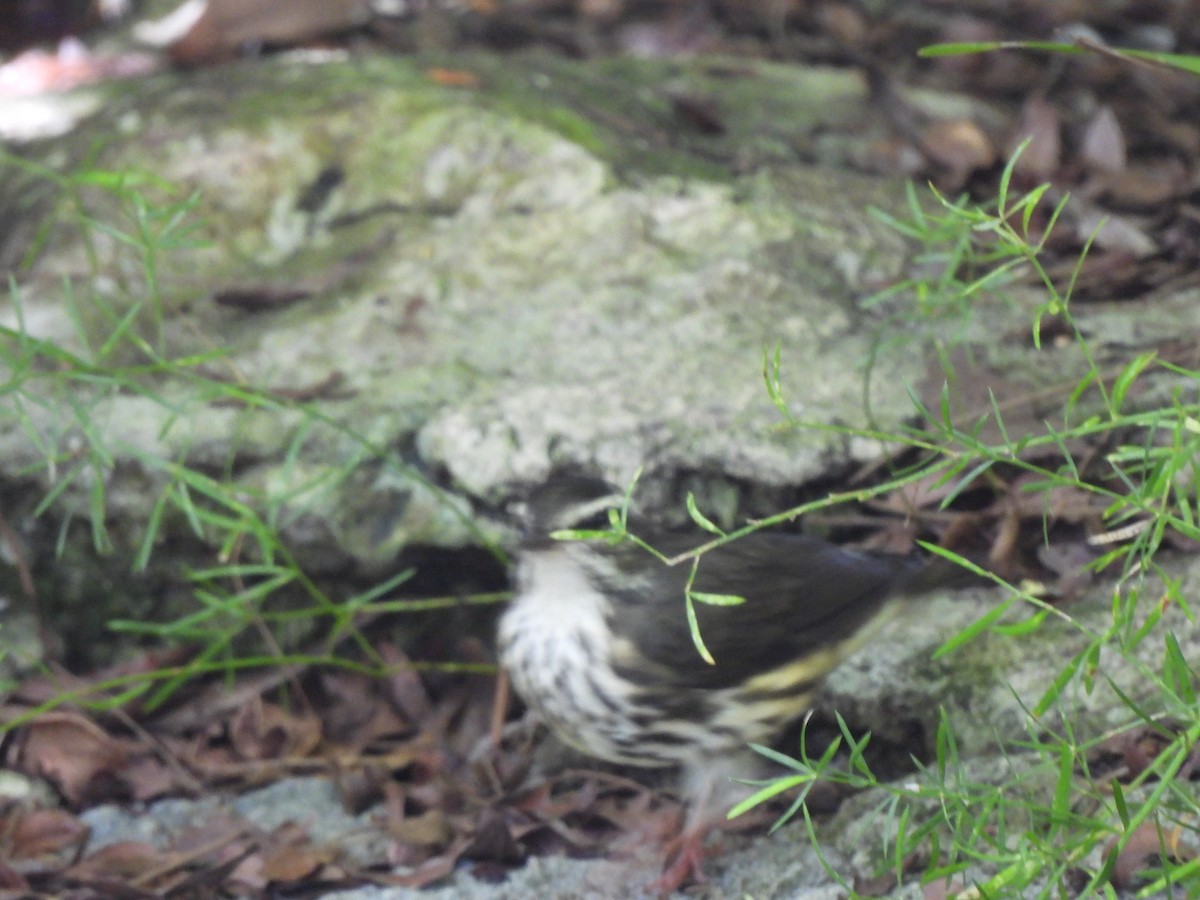 Louisiana Waterthrush - ML623395261