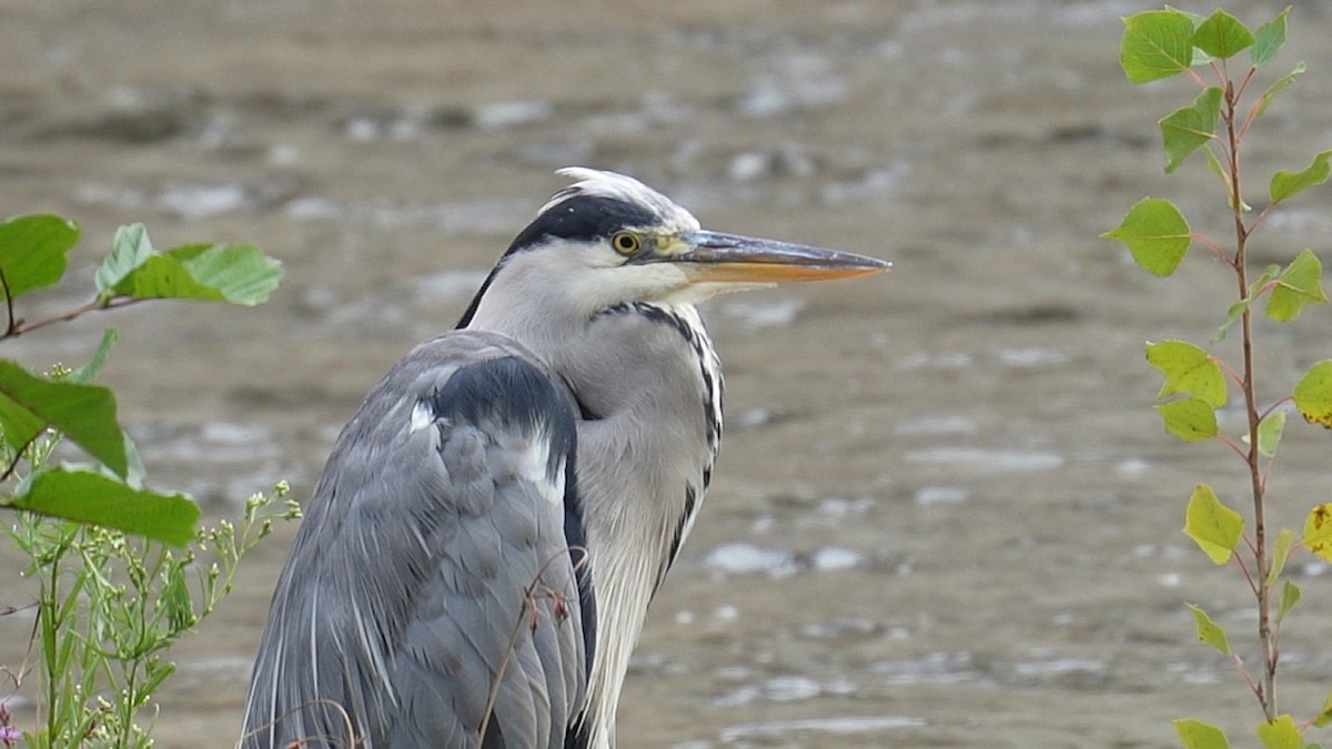 Gray Heron - ML623395310