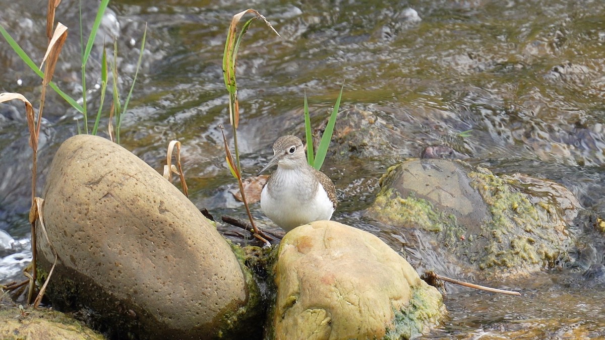 Common Sandpiper - ML623395313