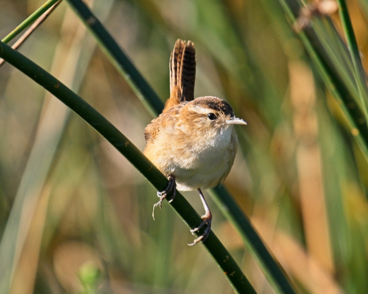 Marsh Wren - ML623395377