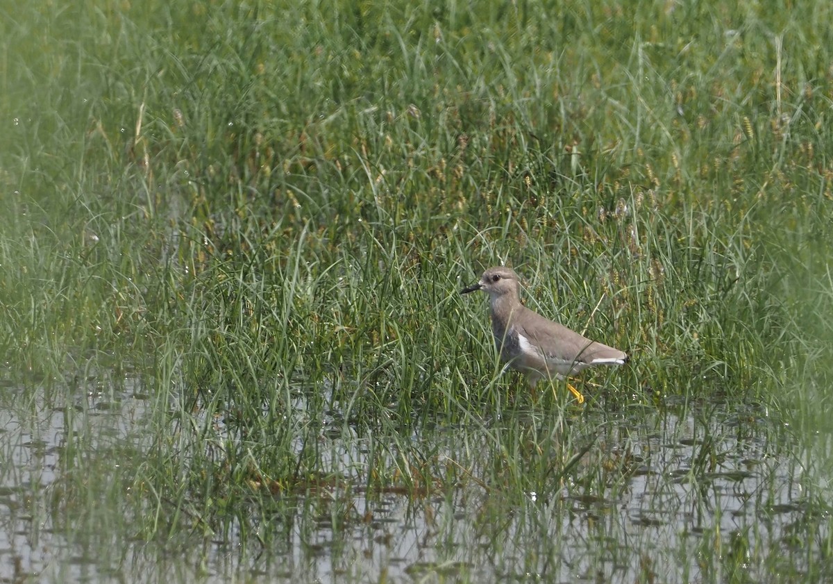 White-tailed Lapwing - ML623395411