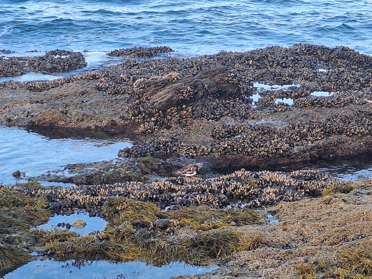 Ruddy Turnstone - ML623395453