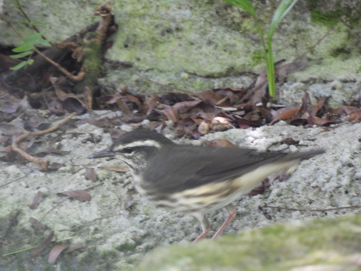 Louisiana Waterthrush - ML623395501