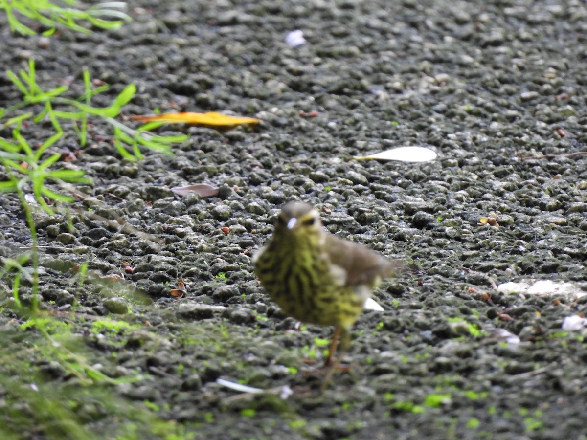 Northern Waterthrush - ML623395508